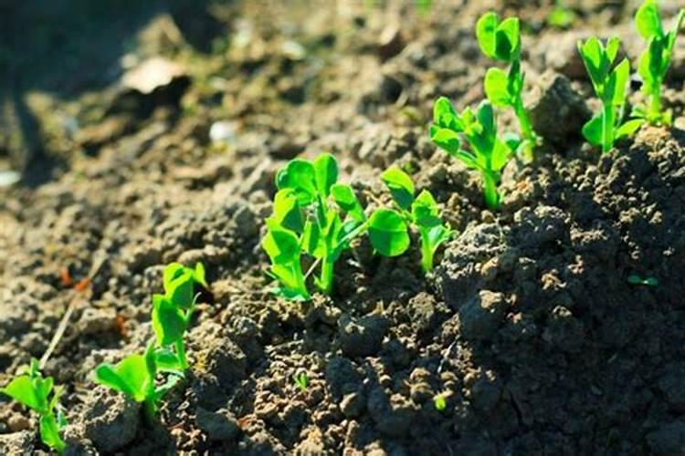 肥料放在地里会被太阳晒蒸发掉吗？