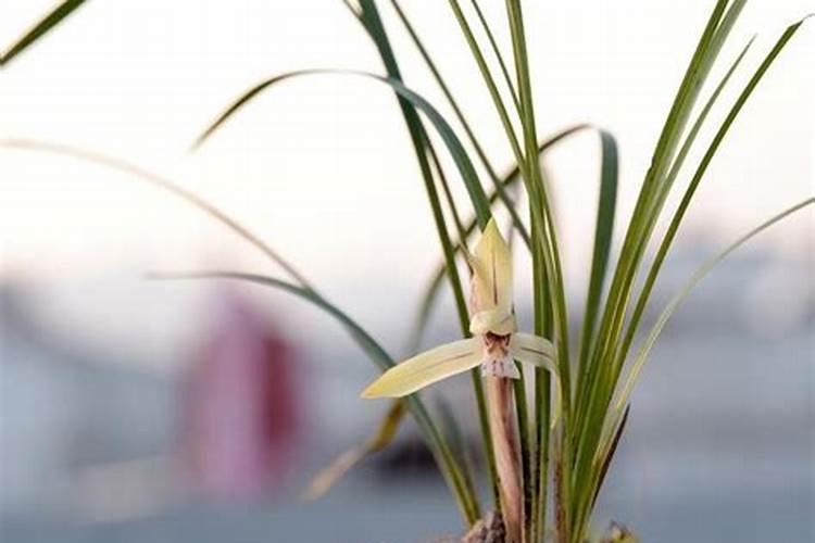 刚移植兰花怎么时候下肥