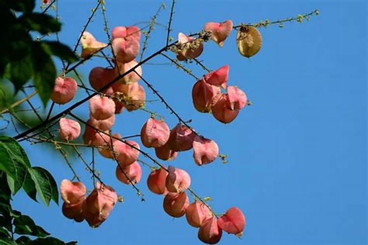 栾树叶片发黄原因和处理方法