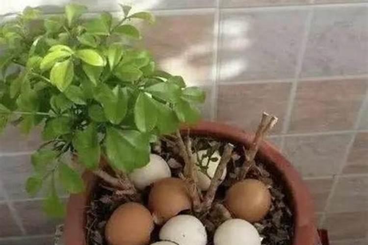 泡过的茶叶能不能做花肥