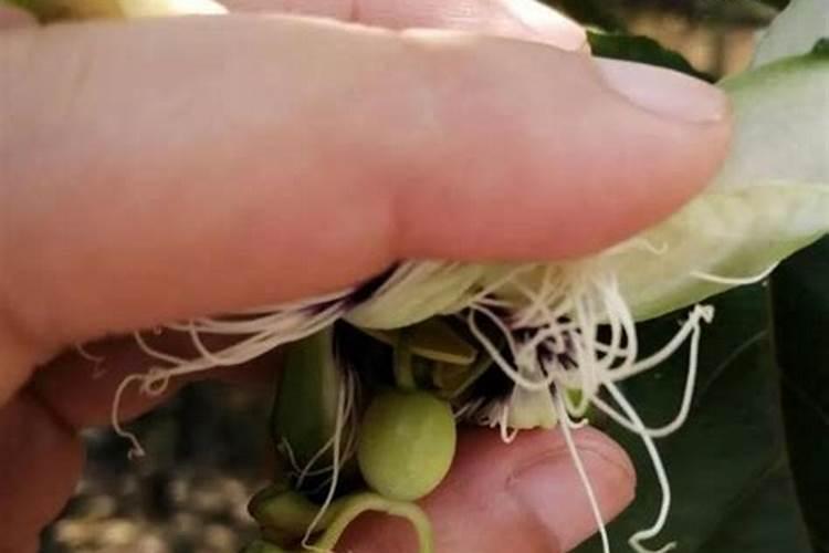 葡萄膨果期用什么肥料,种植葡萄该如何施肥