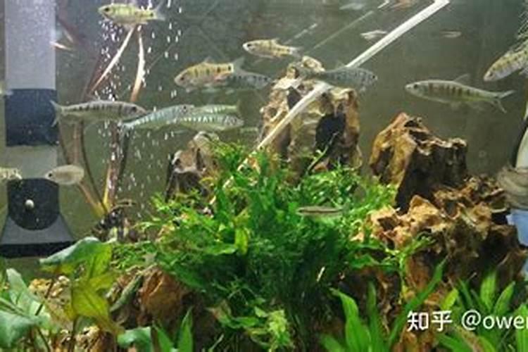 如何在鱼缸中培养青苔？