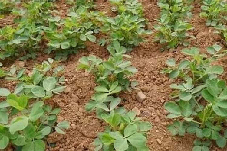种植花生适合施用什么肥料