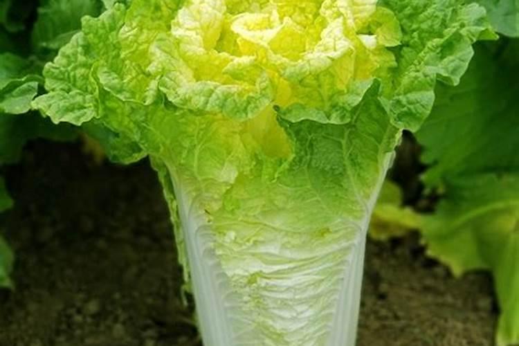 大白菜底肥放什么肥好(底肥施用方法)