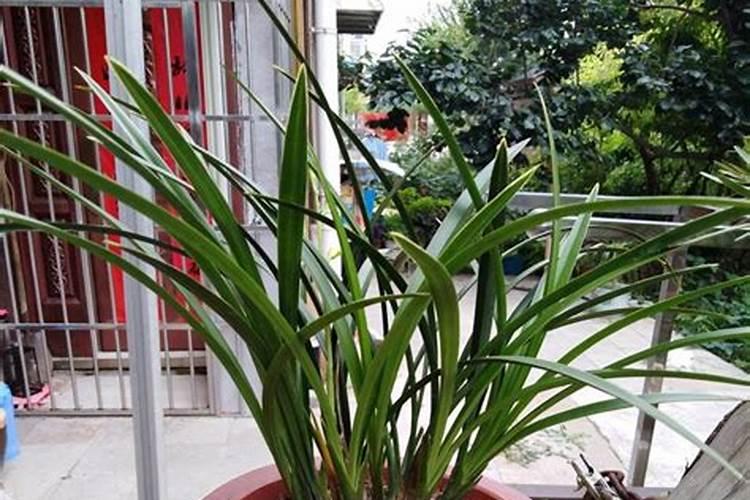 兰花种植后多久可以施肥 兰花种植后何时施肥最佳