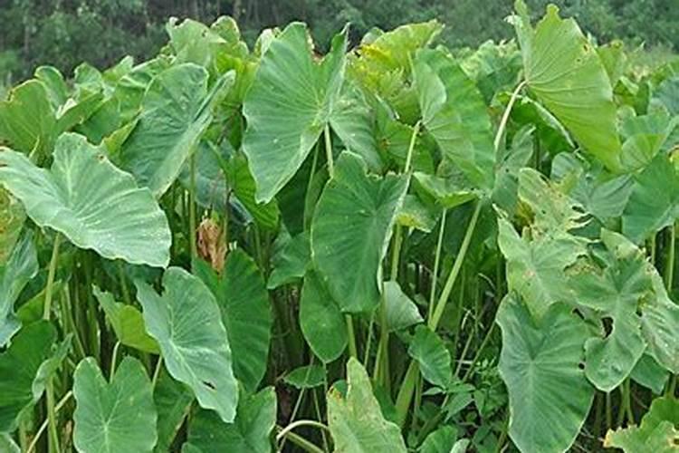 芋头用什么肥料最好？