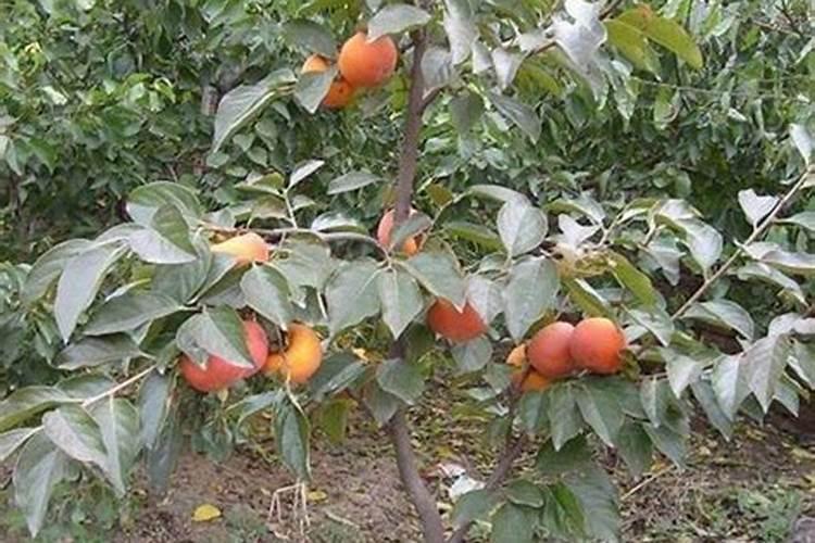 柿子树结柿子后用什么肥料膨果？