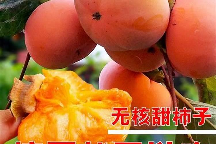 柿子树施什么肥料好