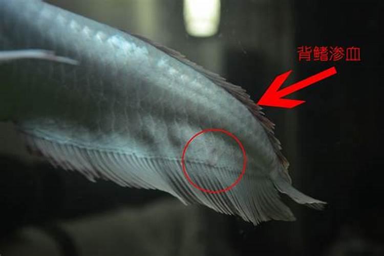 鱼蛋白对农作物的作用
