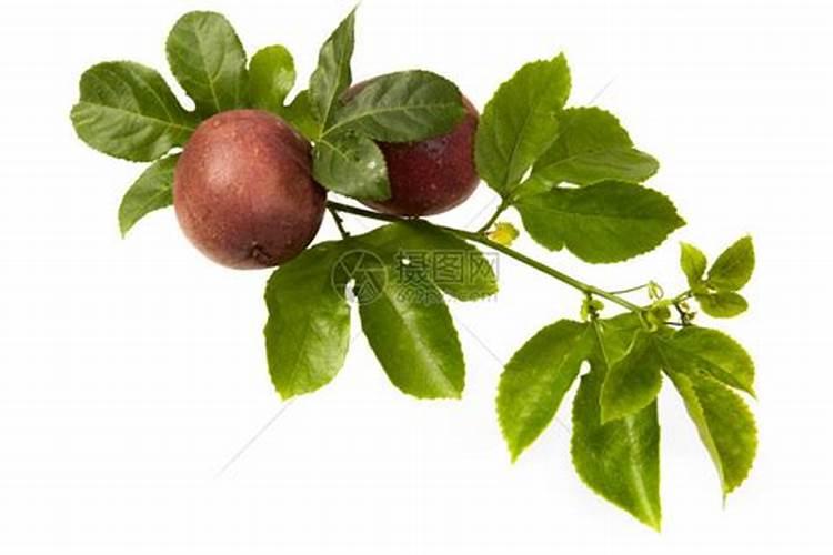 百香果叶子发黄有洞喷什么药