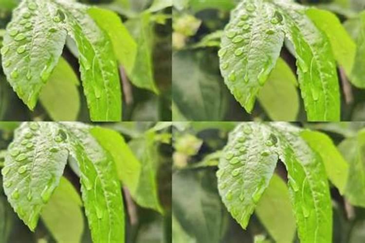 种植的百香果叶子上出现了黄斑,是因为什么原因？