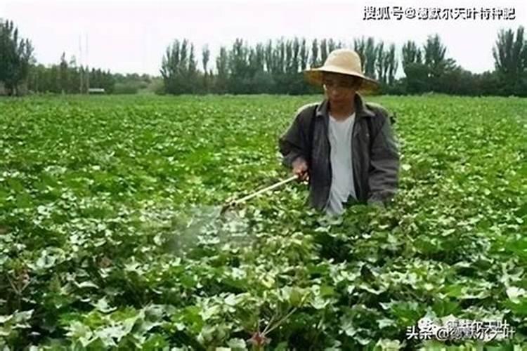 棉花硼肥什么时候打 如何正确使用