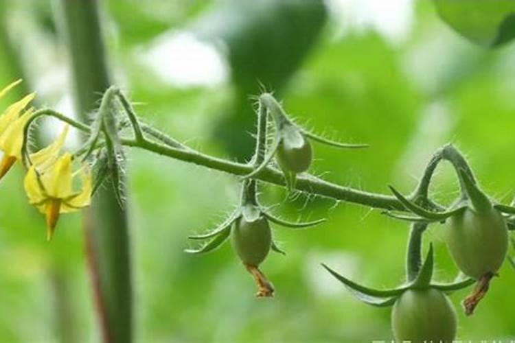 落叶果树冬季可以喷施流体硼与芸苔素吗？
