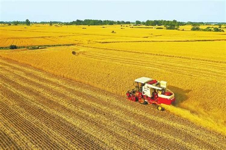 新野亩产小麦多少斤,玉米多少斤,