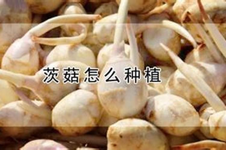 茨菇如何养