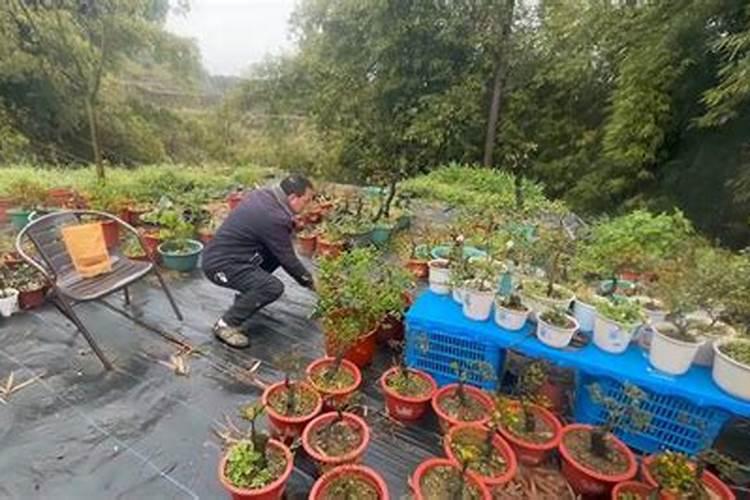 开春葡萄树如何施肥