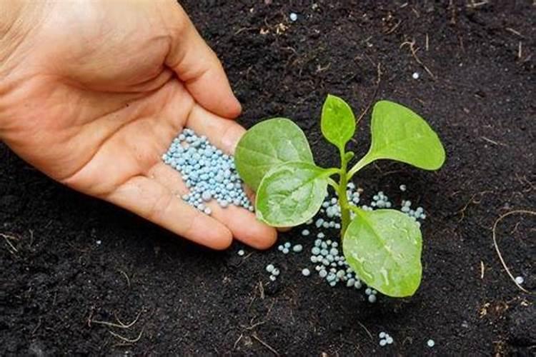 我现在种植杉树,每棵用100克钙镁磷肥做基肥,请问这样会对树苗的根系产生...