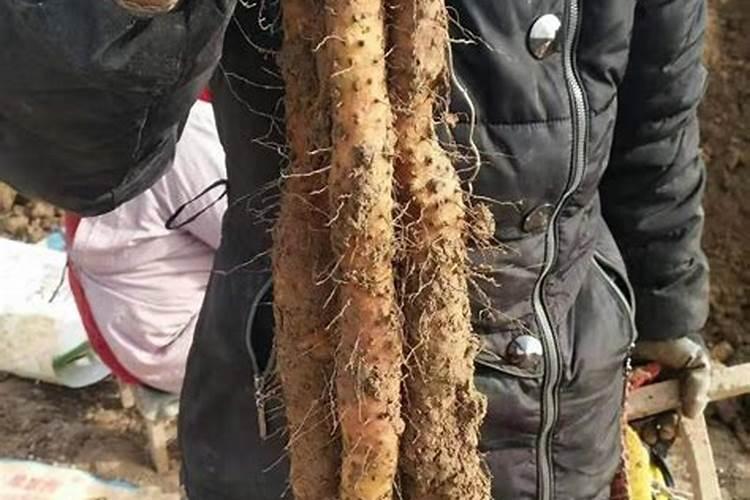 铁棍山药怎么种植 铁棍山药如何种植