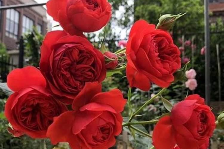 龙沙宝石有花苞了还可以施肥吗
