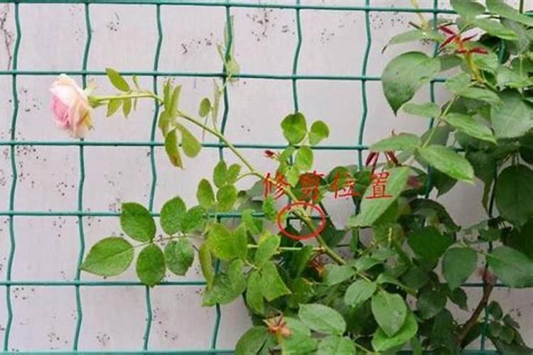 龙沙宝石月季花期是什么时候