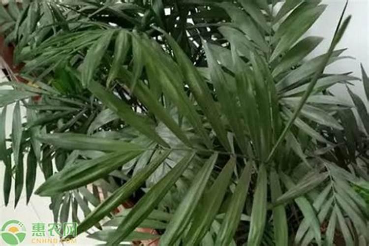 凤尾竹怎么施肥