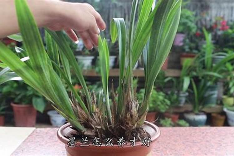 墨兰如何养殖开花不断