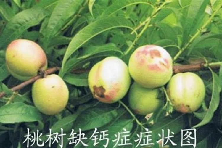 上什么肥料使春见果实既光滑又很甜？