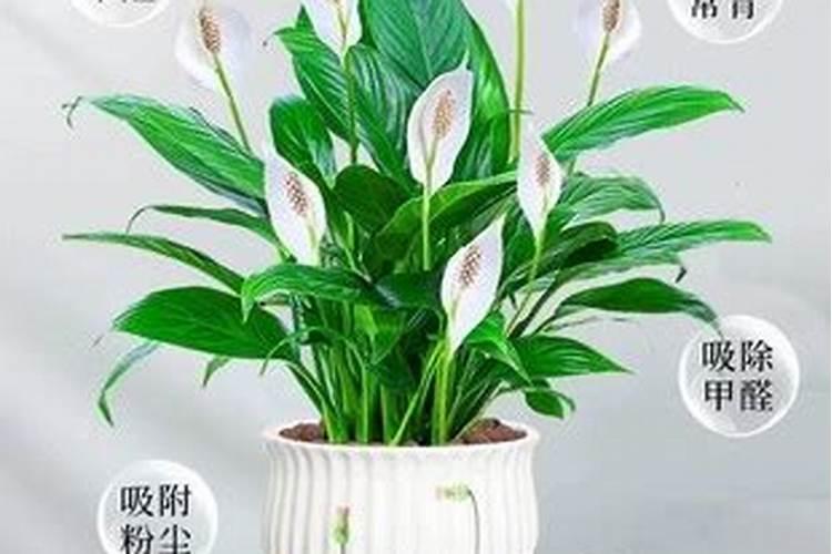 白掌怎么养才能更旺盛