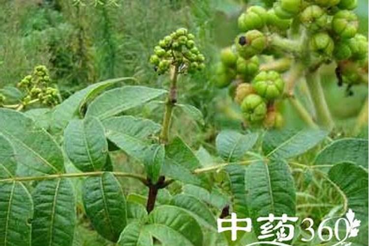 吴茱萸属于草本还是木本？