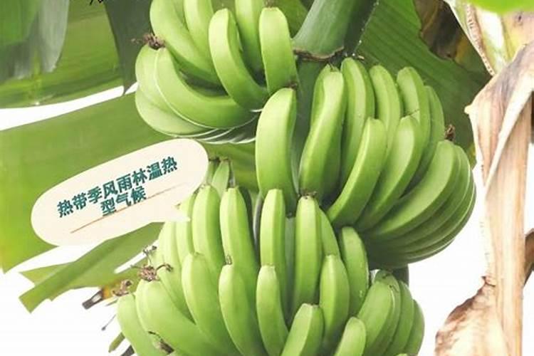 香蕉科学施肥方法,什么时候适合施肥