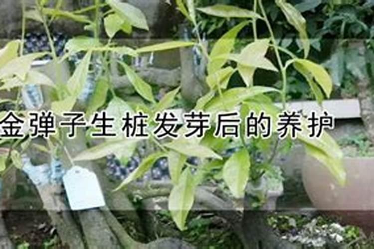 刚下山的桩可以直接嫁接么