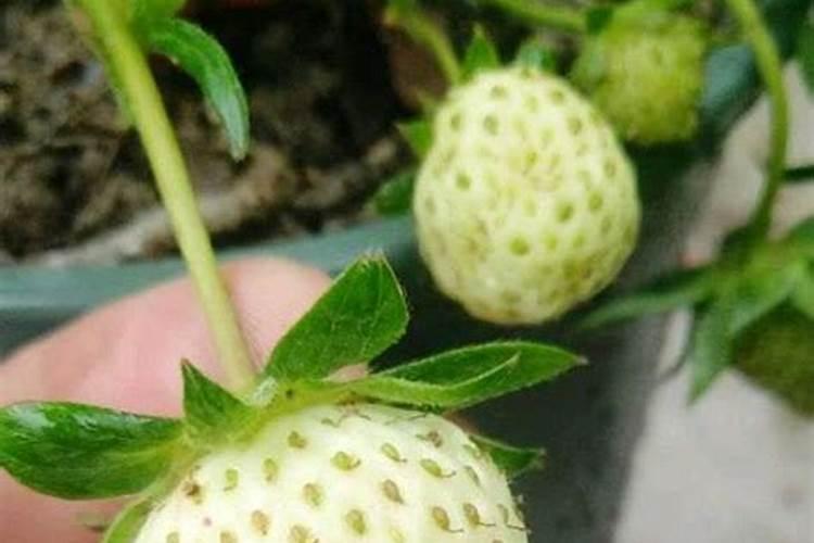 四月种植的映山红到7月不来芽怎么办？
