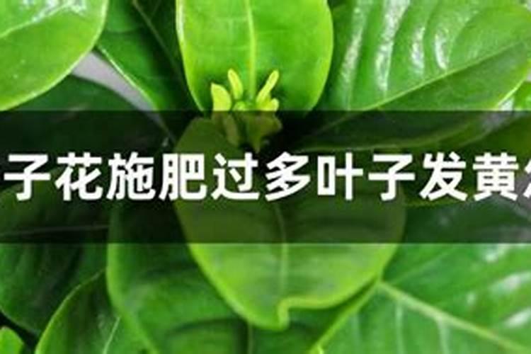 栀子花烧花了怎么办？施肥过多引起叶片全部枯萎脱落,该怎样补救？