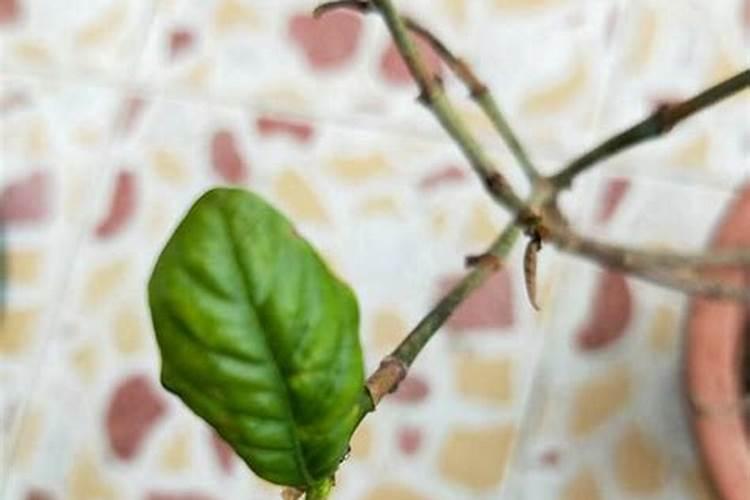 栀子花叶子尖发黑枯萎像烧焦怎么解决