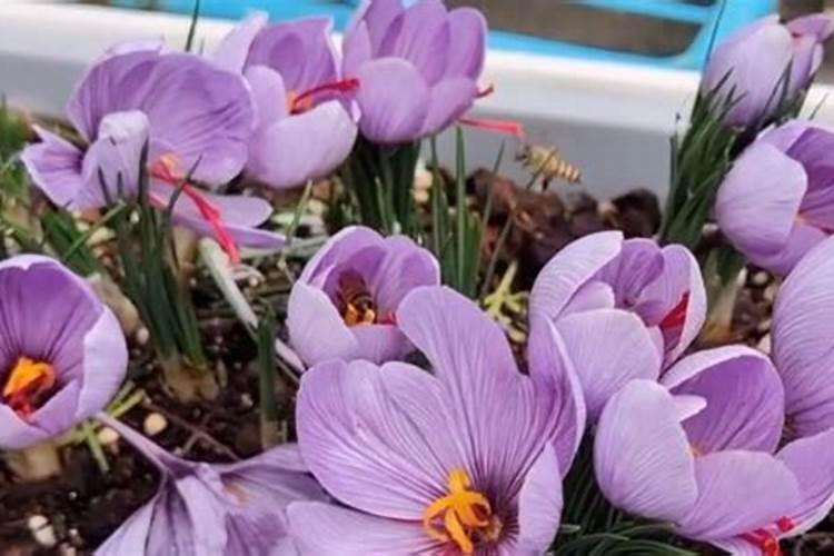 西红花种植