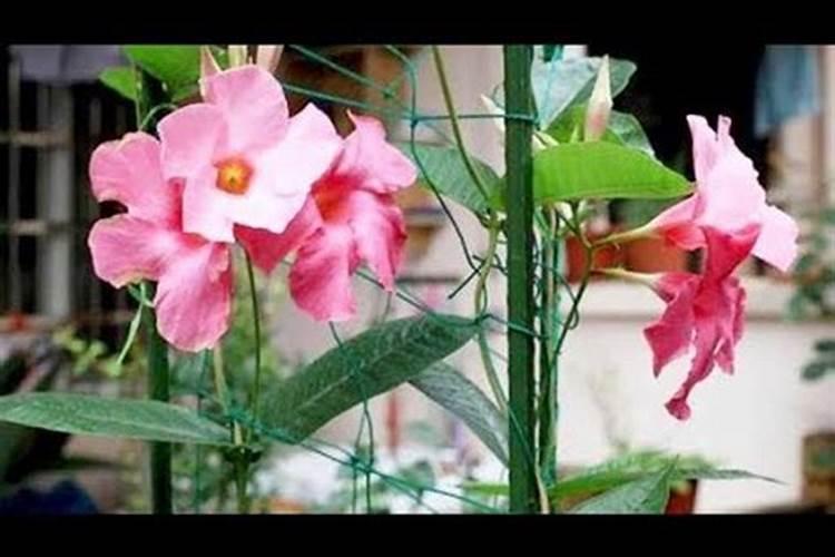 飘香藤为什么不长花苞