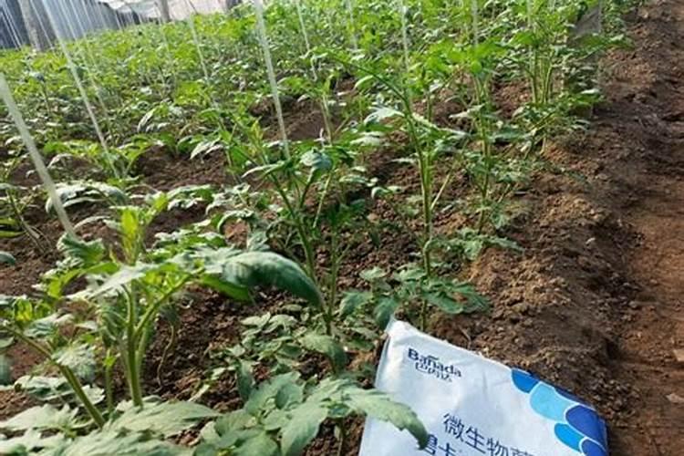 大棚西红柿几天灌根？