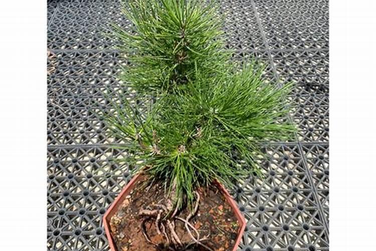 刚挖的黑松树怎么种植