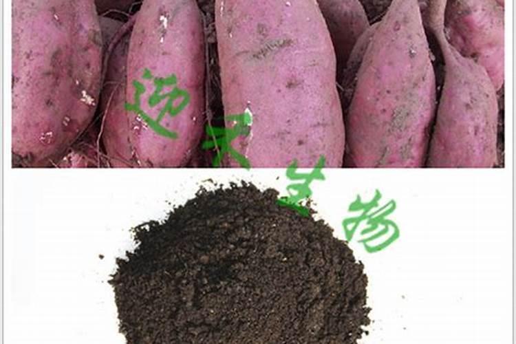 种红薯用什么肥料合适 种红薯用啥肥料合适