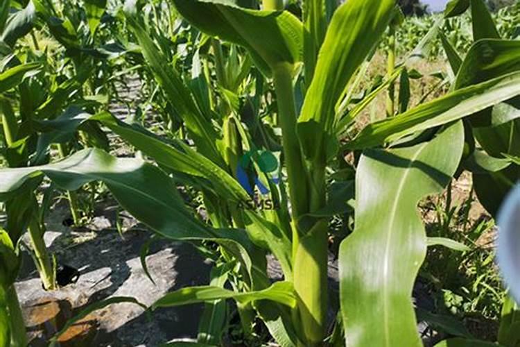 玉米施加钙肥的最佳时间 什么时候使用合适