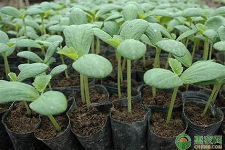 西瓜定植几天可施肥施碳氨多少？