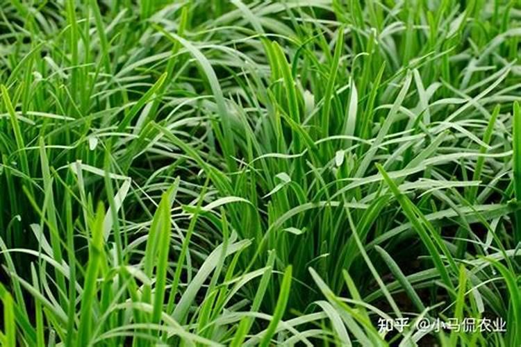 东北地区韭菜的种植方法