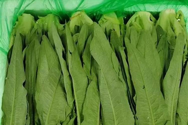 油麦菜冬季种植