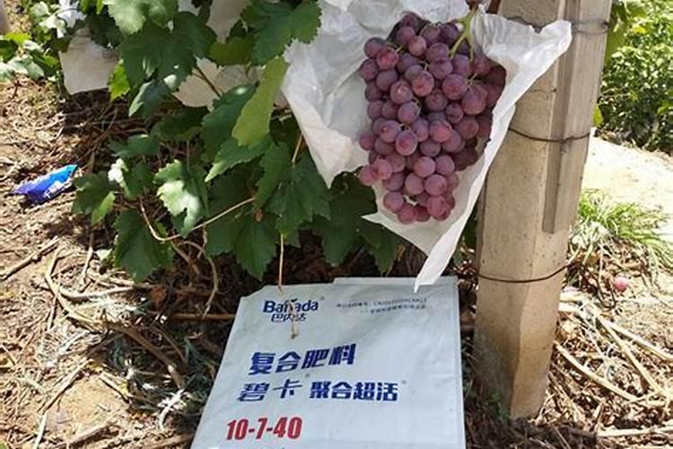 月季花干枯死还能活吗