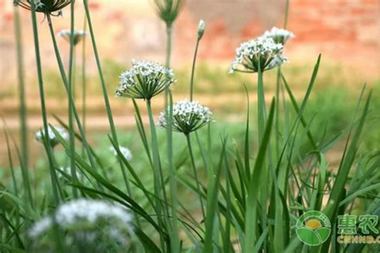 请问我打什么农药能让韭菜花叶子又粗又大花苔又多