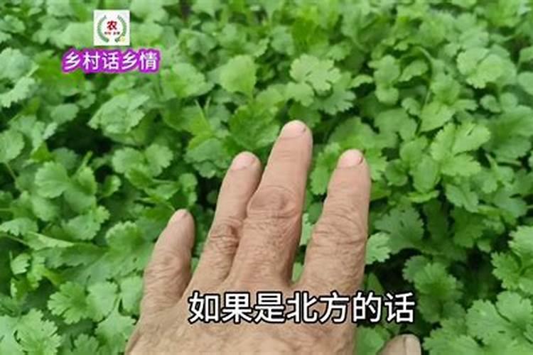 香菜可以用磷酸二氢钾吗
