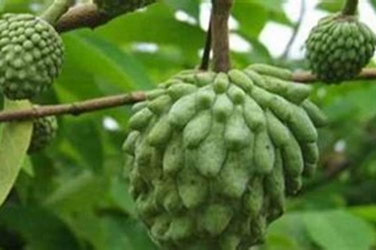 种释迦果施什么肥