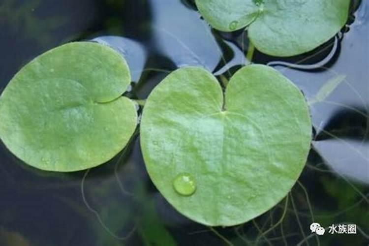 常见浮水植物有哪些(盘点六种好养的浮水植物)