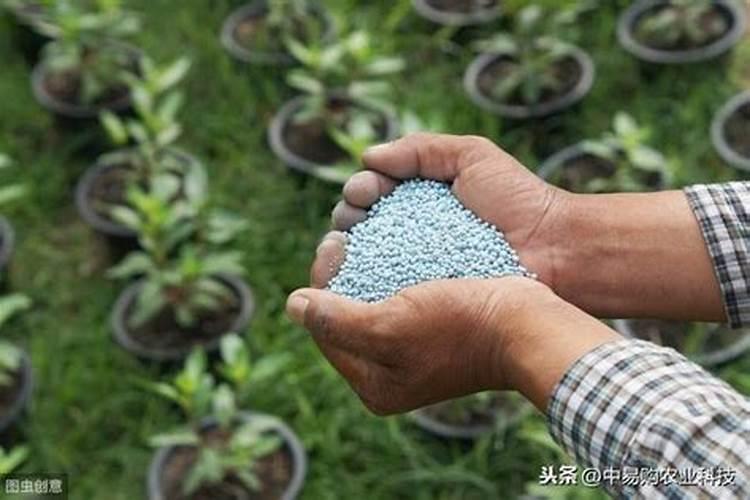 芸苔素和什么叶面肥混用在苗床上比较好？