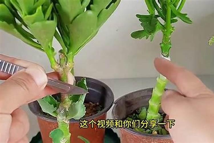 落地生根怎么施肥